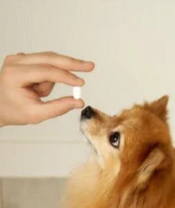 Assisted canine care plus