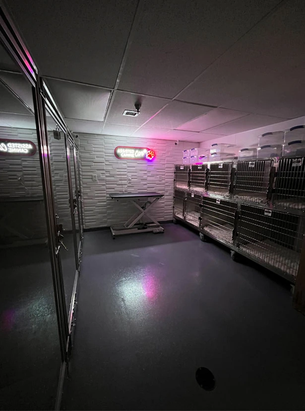 What Happens if Your Dog’s Condition Changes?