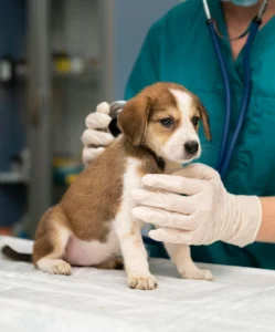 puppy geting a vet check