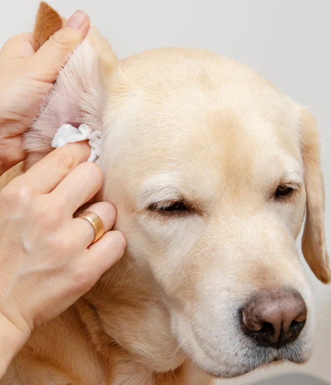 The ACC+ Care Process