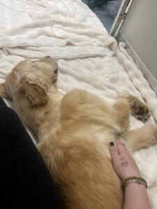 sleeping dog in crate