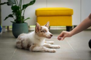 dog sitting receiving medicine
