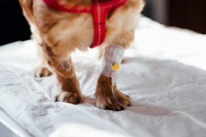 dog incision