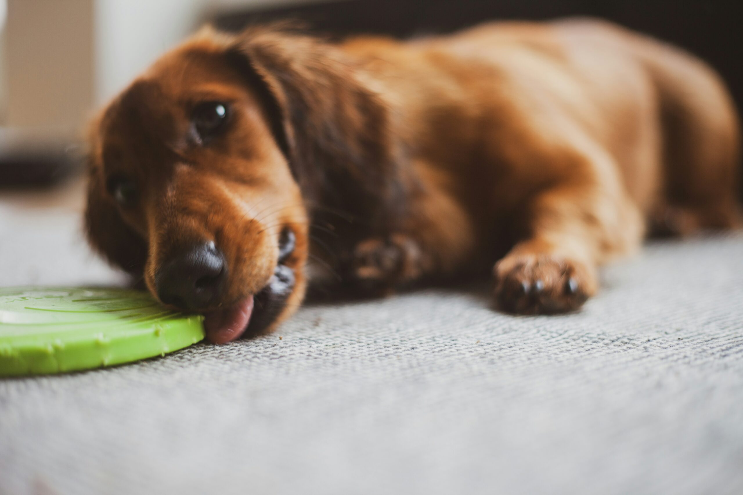 dog laying down chewing a toy