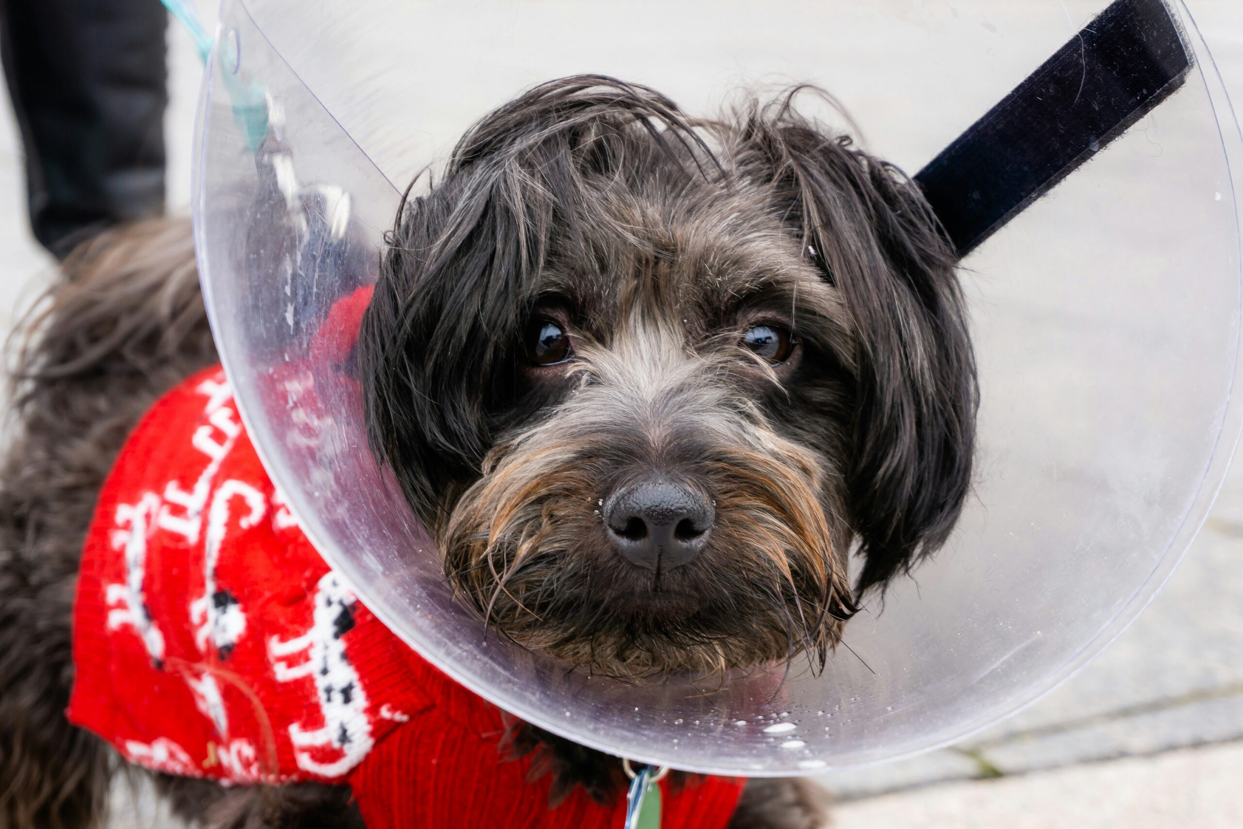 Coned dog