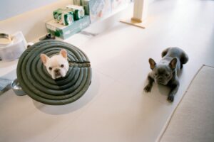 two dogs sitting